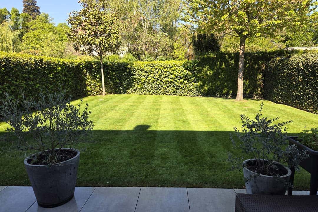 Jardin avec haies taillées et pelouse entretenue par un paysagiste à Genève