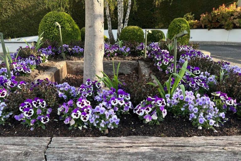 Conseil en aménagement paysager avec massifs fleuris et plantations à Genève