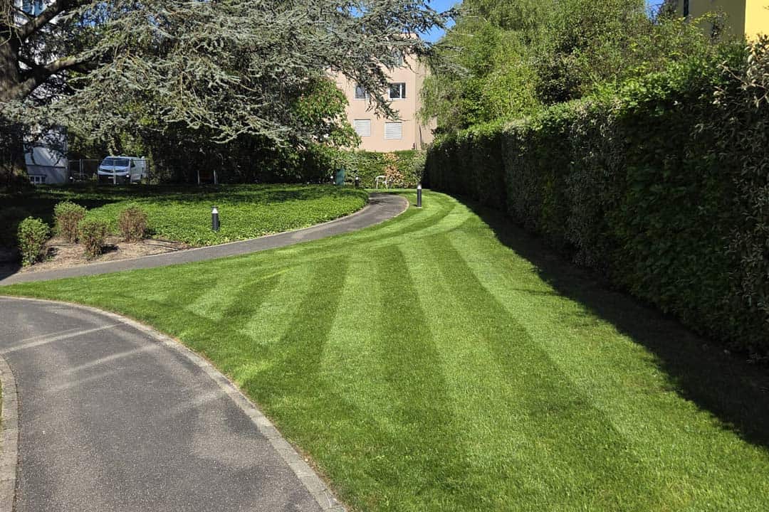 Entretien de jardin avec tonte de pelouse et taille de haies à Genève