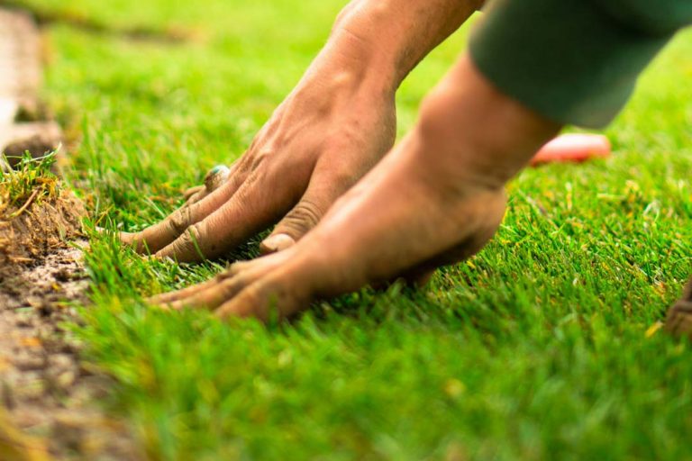 Pose de gazon naturel à Genève par paysagiste EcoGreen Paysage