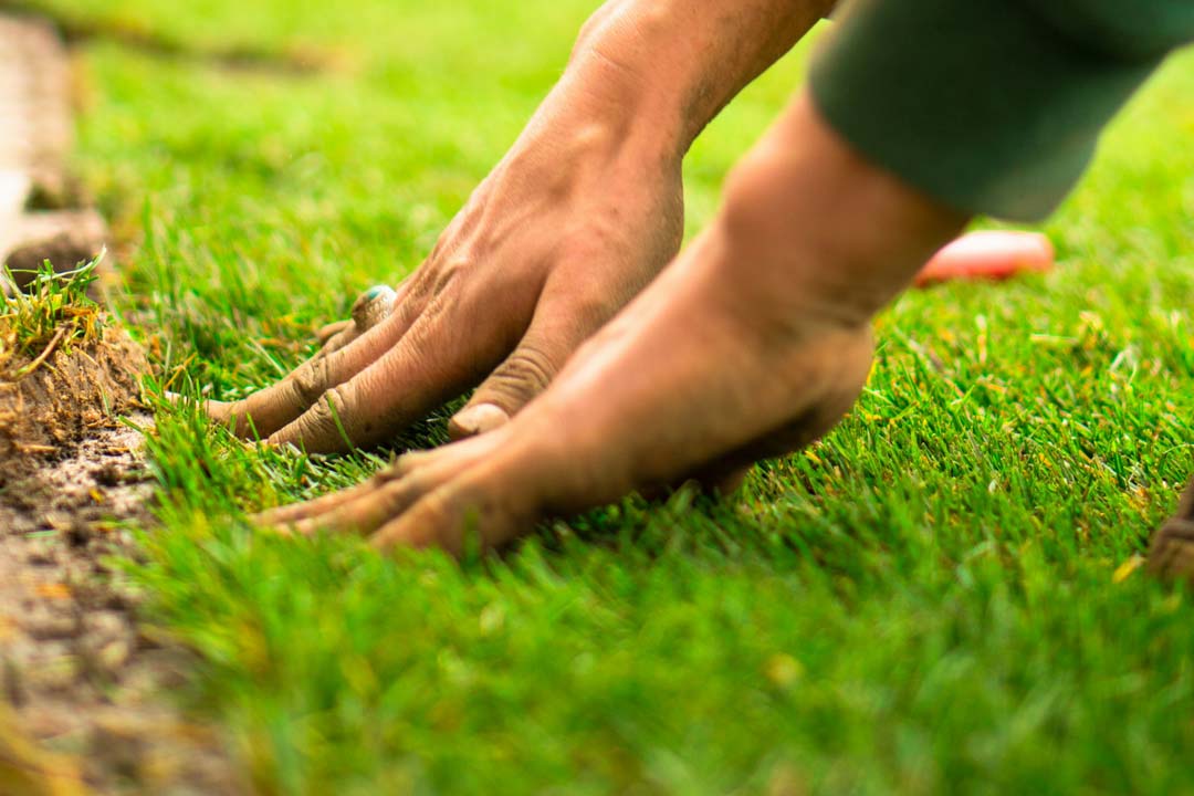 Pose de gazon naturel à Genève par paysagiste EcoGreen Paysage