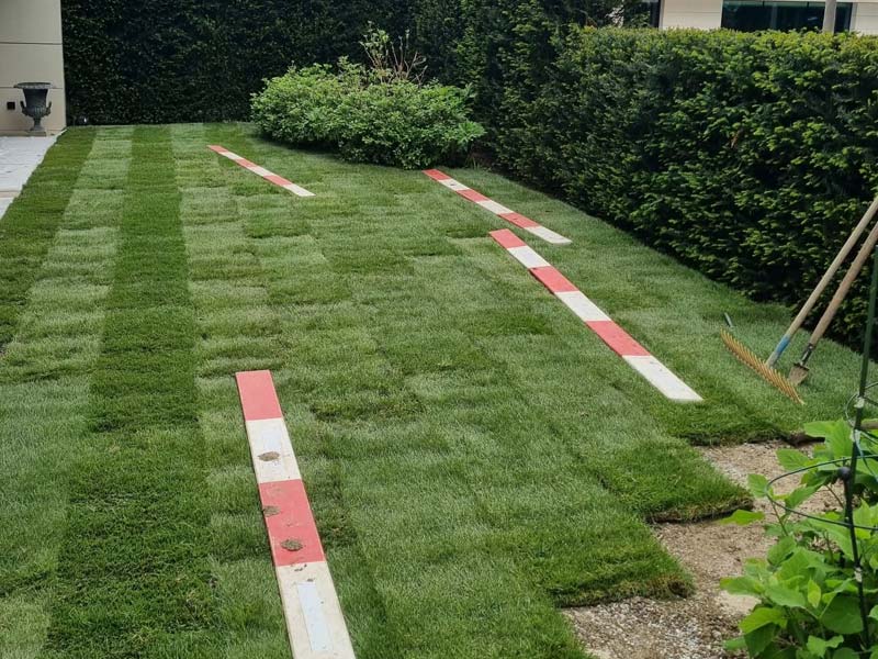 Pose de plaques de gazon naturel dans le jardin d’un particulier à Genève.